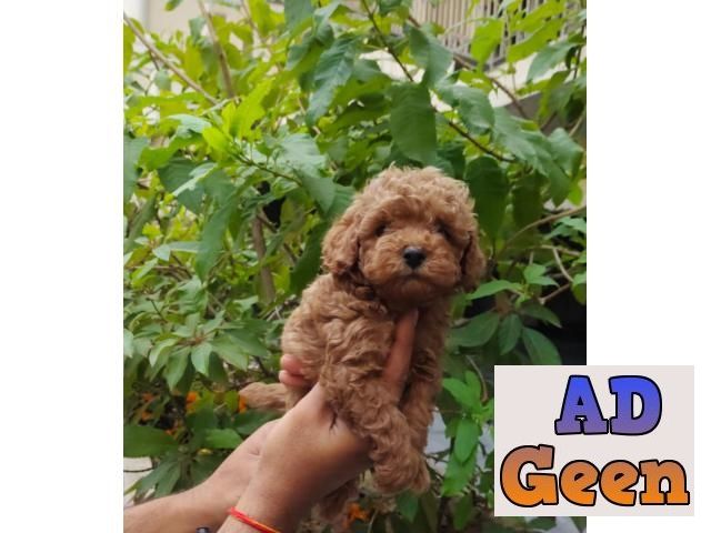 used Show quality apricot colour poodle male female avilable 9315874576 for sale 